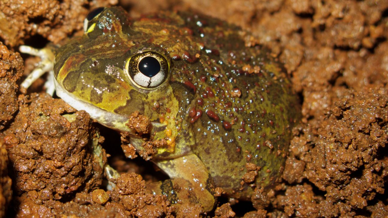 Ornate Burrowing Frog